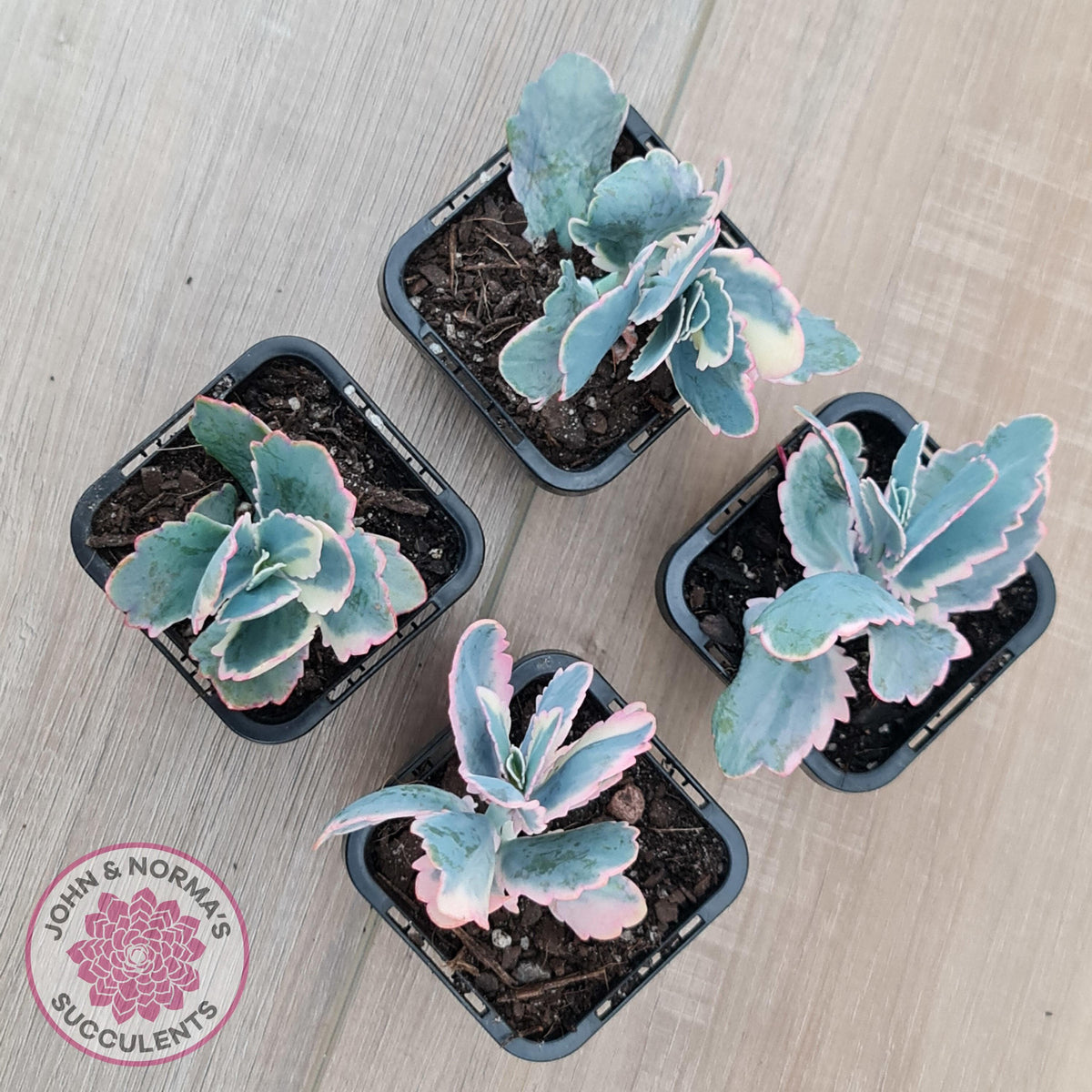 Kalanchoe fedtschenkoi Variegated