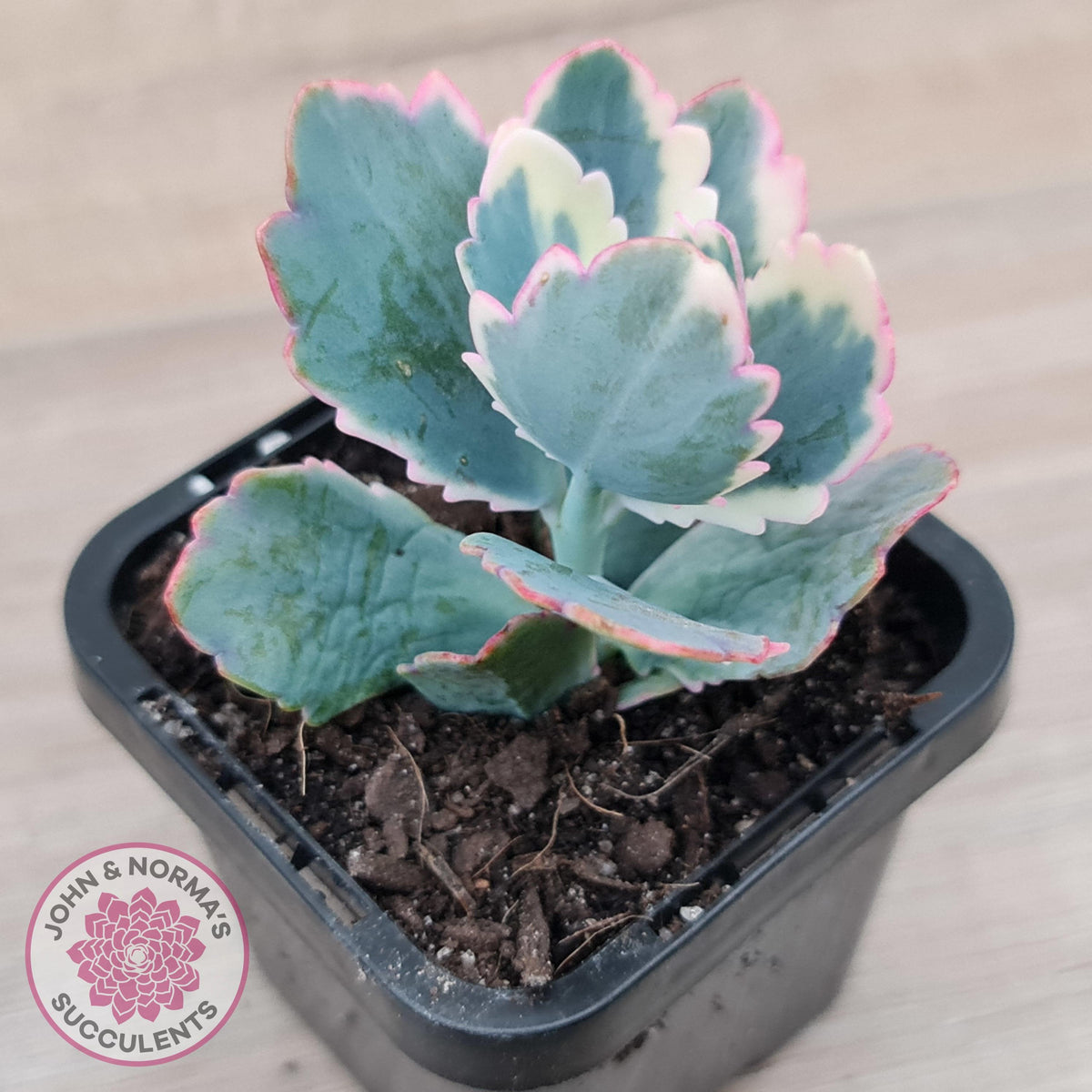 Kalanchoe fedtschenkoi Variegated
