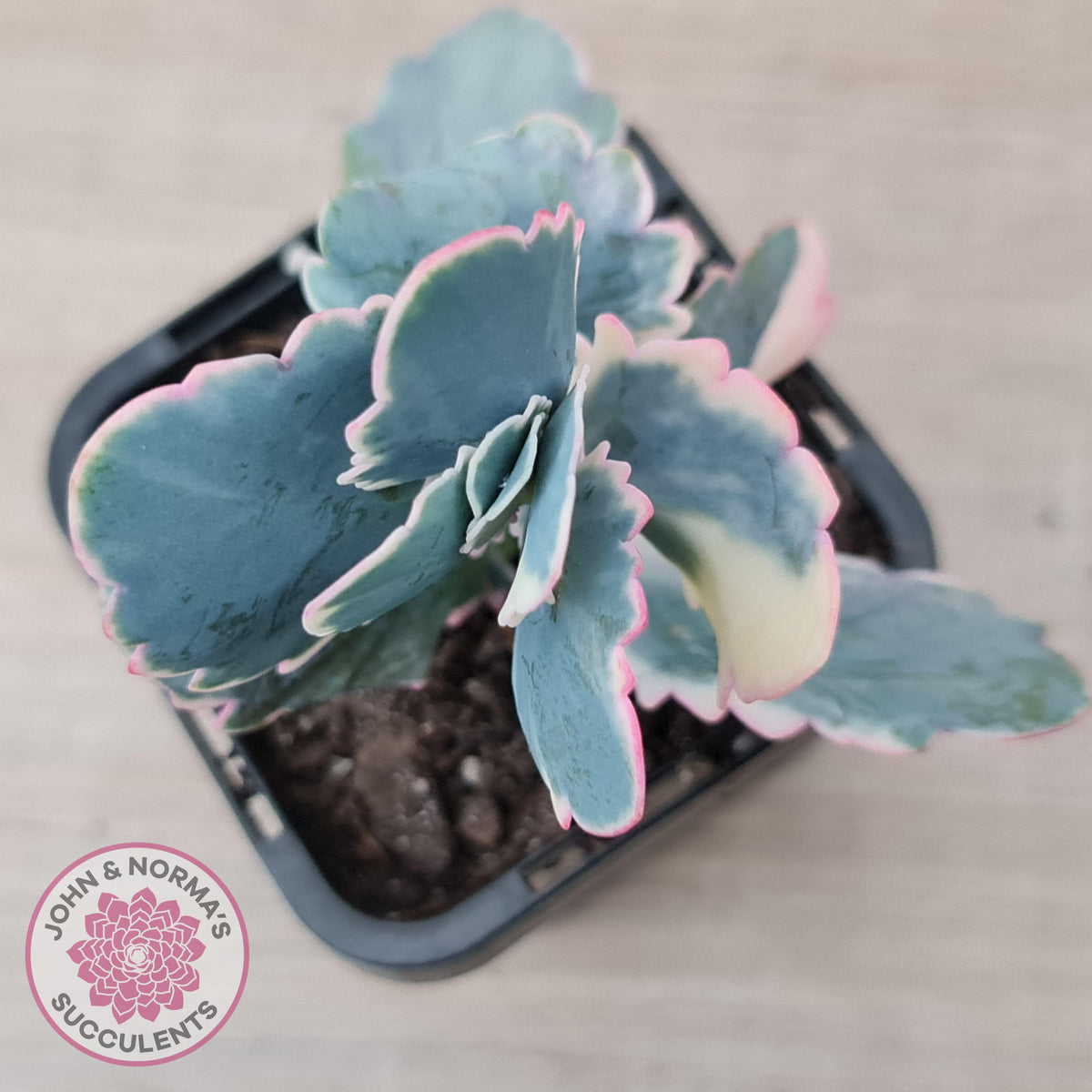 Kalanchoe fedtschenkoi Variegated
