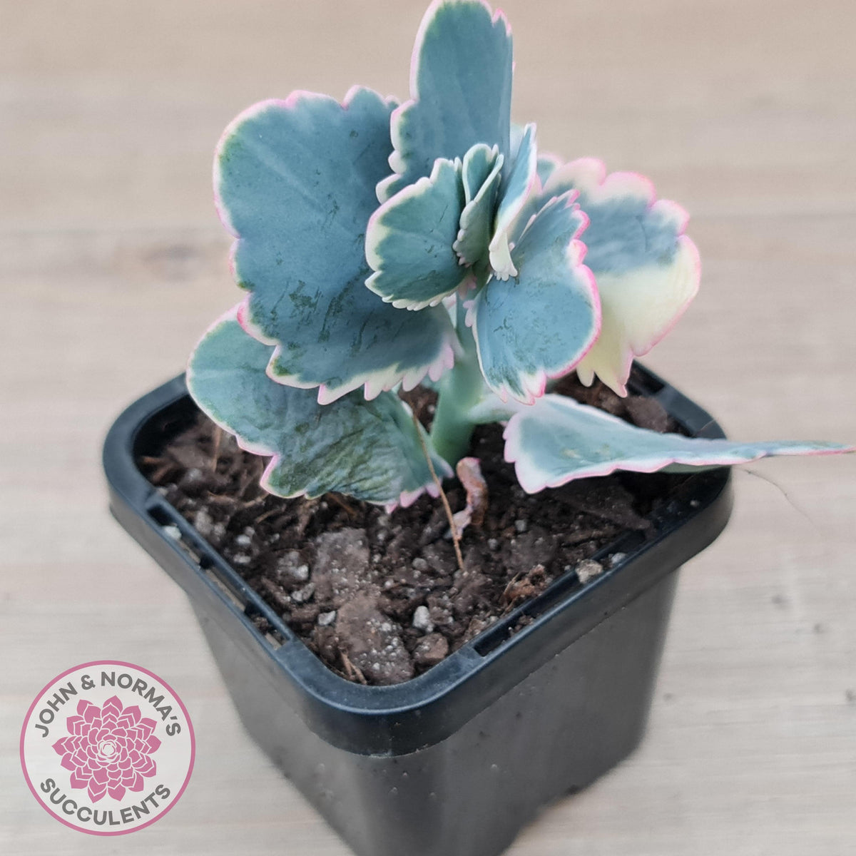 Kalanchoe fedtschenkoi Variegated