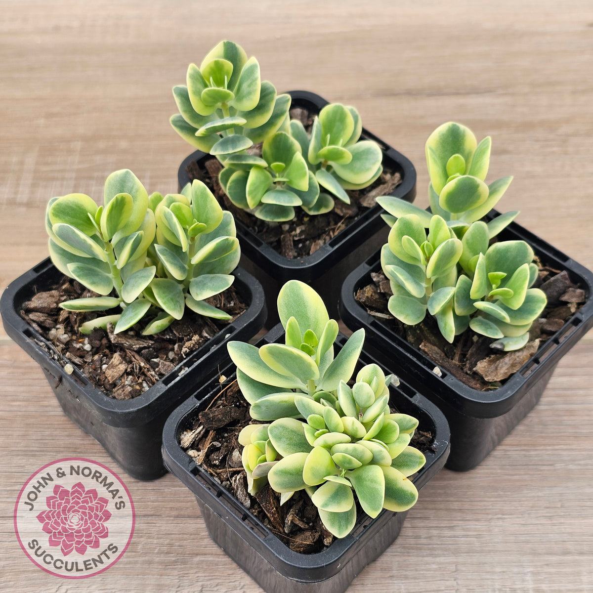Kalanchoe robusta variegata