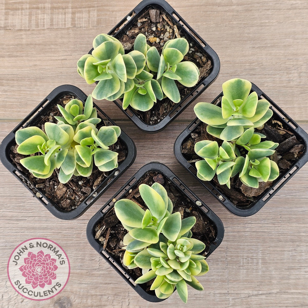 Kalanchoe robusta variegata