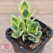 Load image into Gallery viewer, Kalanchoe robusta variegata