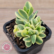 Load image into Gallery viewer, Kalanchoe robusta variegata