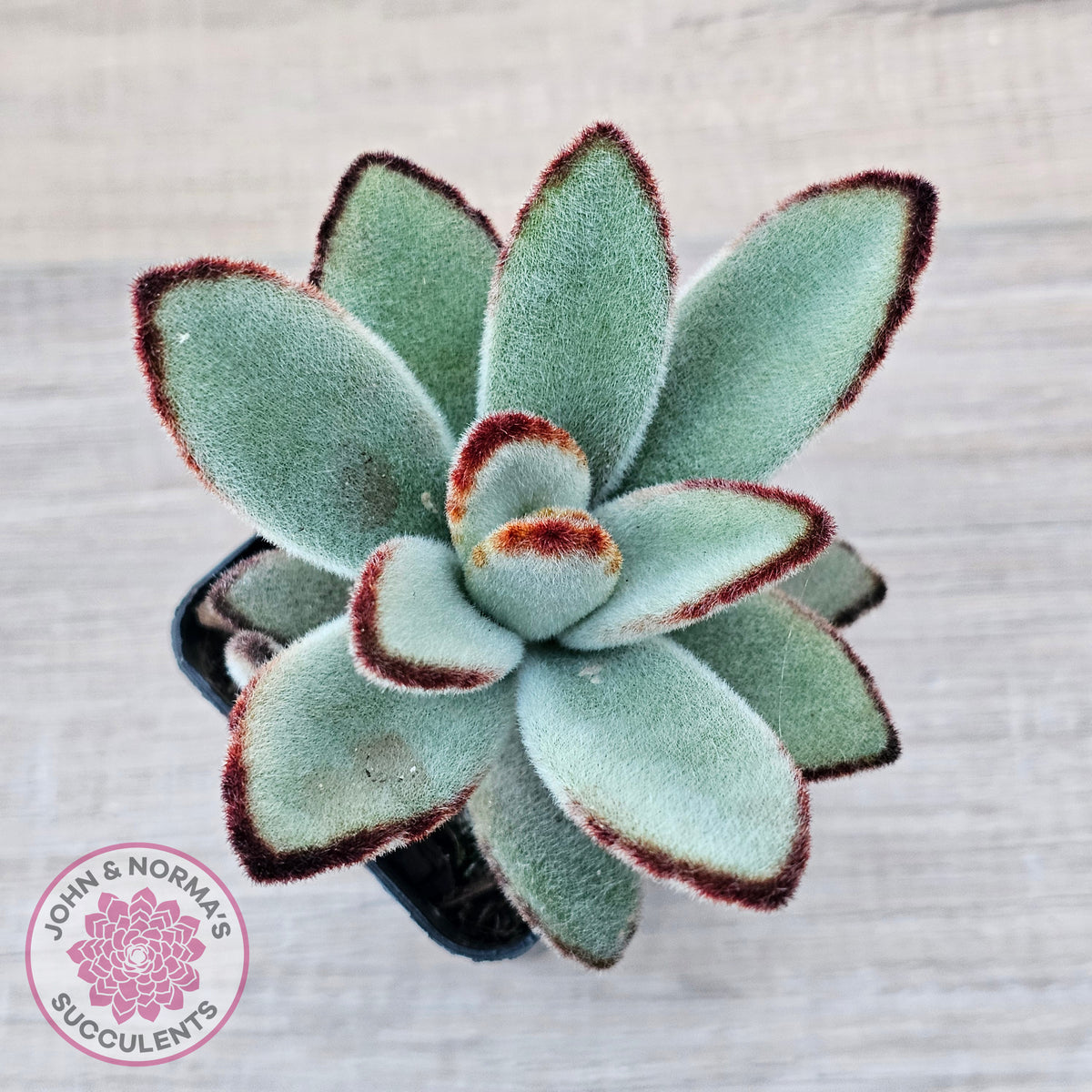 Kalanchoe tomentosa - Panda Plant