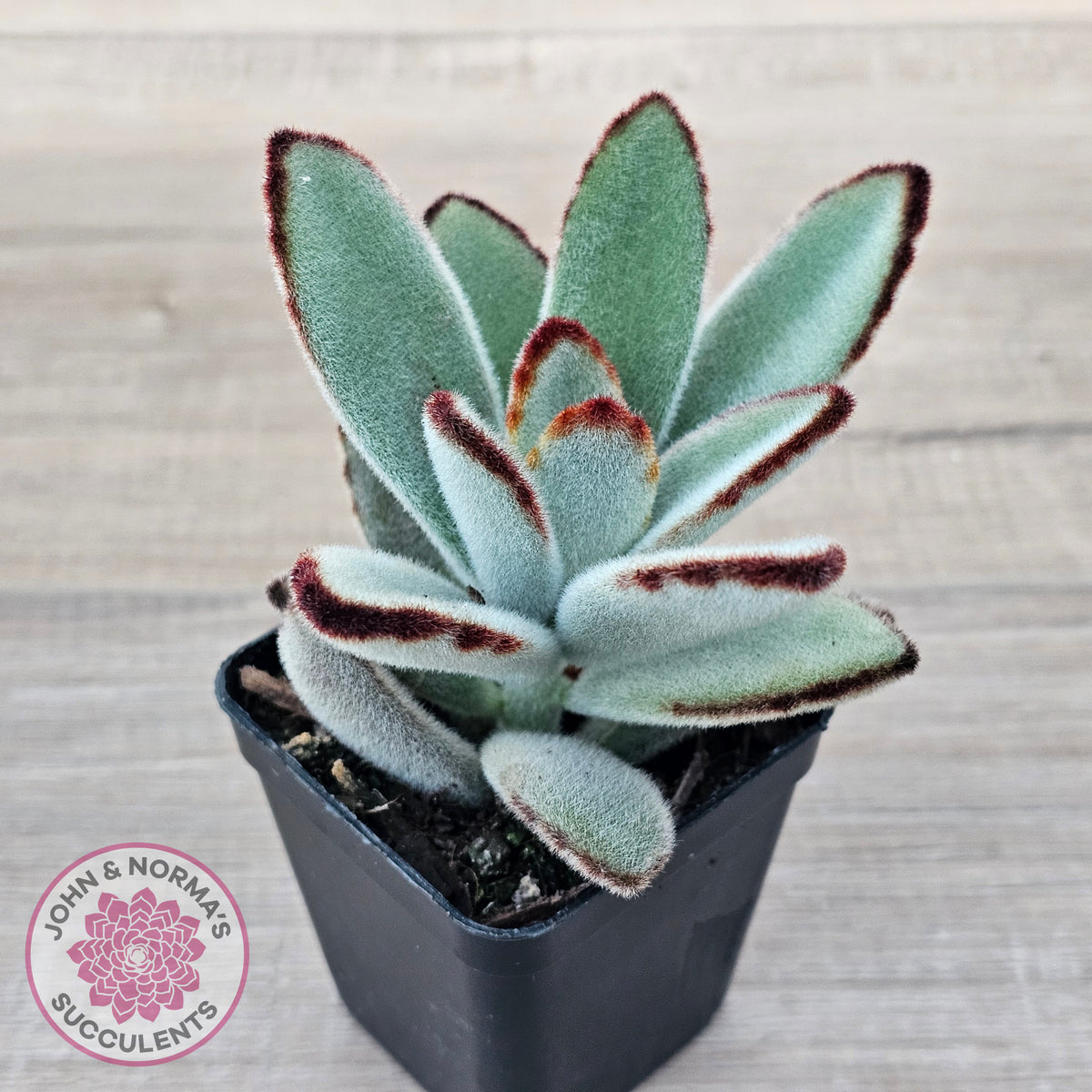 Kalanchoe tomentosa - Panda Plant