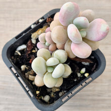 Load image into Gallery viewer, Lavender Pebbles dwarf form aka 'Candy'