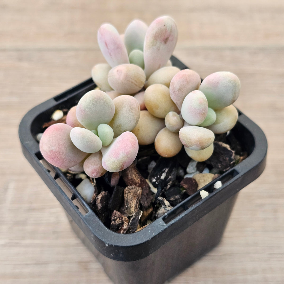 Lavender Pebbles dwarf form aka 'Candy'