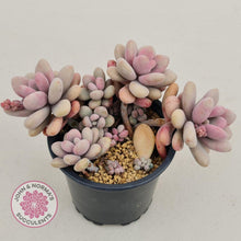 Load image into Gallery viewer, Lavender Pebbles Candy form display plant showing soft lavender pink tones with deep pink highlights