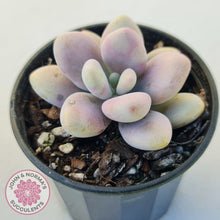 Load image into Gallery viewer, Lavender Pebbles Candy form plants for sale. Single plant displayed in 70mm pot