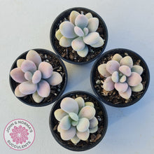 Load image into Gallery viewer, Lavender Pebbles Candy form plants for sale. Group of 4 displayed in 70mm pots