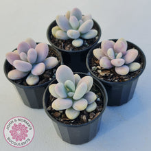 Load image into Gallery viewer, Lavender Pebbles Candy form plants for sale. Group of 4 displayed in 70mm pots