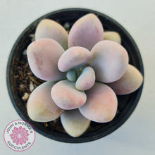 Load image into Gallery viewer, Lavender Pebbles Candy form plants for sale. Single plant displayed in 70mm pot