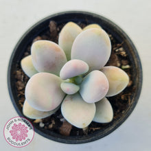 Load image into Gallery viewer, Lavender Pebbles Candy form plants for sale. Single plant displayed in 70mm pot