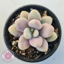Load image into Gallery viewer, Lavender Pebbles Candy form plants for sale. Single plant displayed in 70mm pot