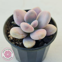 Load image into Gallery viewer, Lavender Pebbles Candy form plants for sale. Single plant displayed in 70mm pot