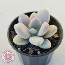 Load image into Gallery viewer, Lavender Pebbles Candy form plants for sale. Single plant displayed in 70mm pot