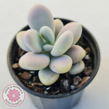 Load image into Gallery viewer, Lavender Pebbles Candy form plants for sale. Single plant displayed in 70mm pot