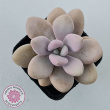 Load image into Gallery viewer, Graptopetalum amethystinum - Lavender Pebbles