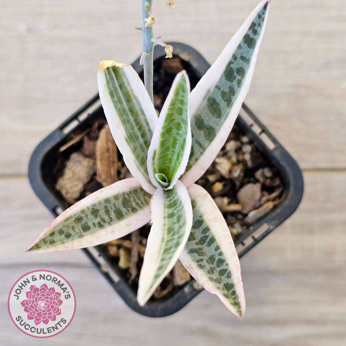 Ledebouria socialis Variegated