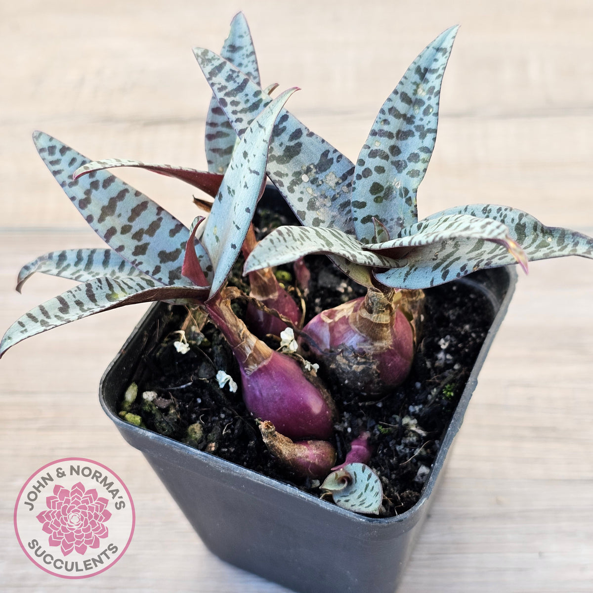 Ledebouria socialis