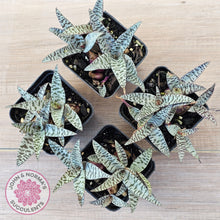 Load image into Gallery viewer, Ledebouria socialis