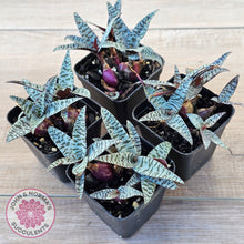 Load image into Gallery viewer, Ledebouria socialis