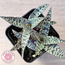 Load image into Gallery viewer, Ledebouria socialis