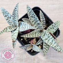 Load image into Gallery viewer, Ledebouria socialis