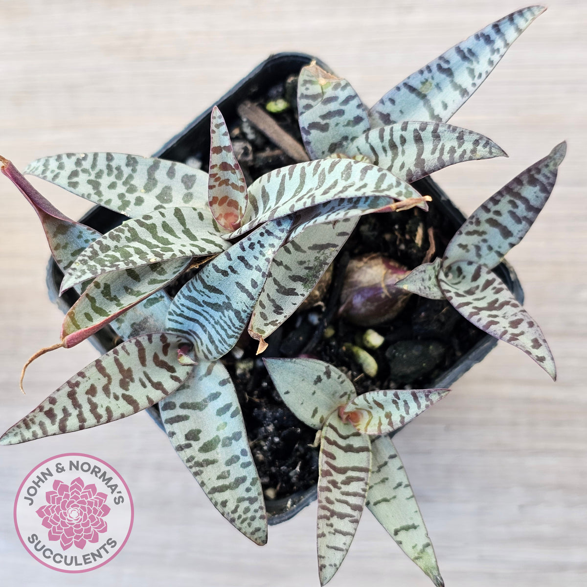 Ledebouria socialis