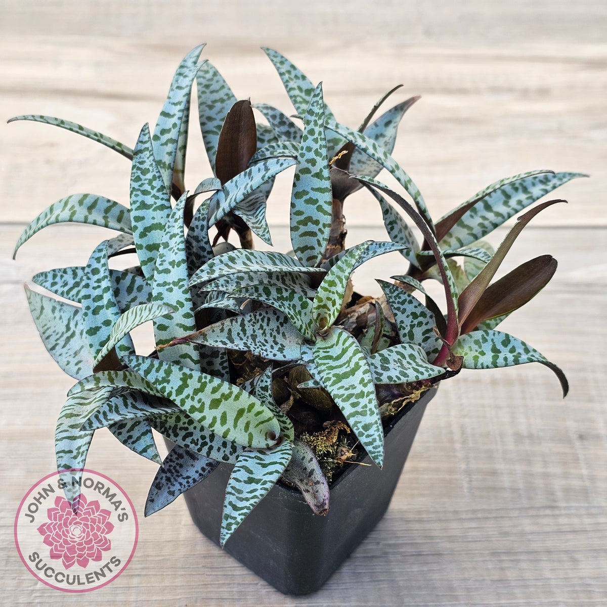 Ledebouria socialis Clumps - Same Plants
