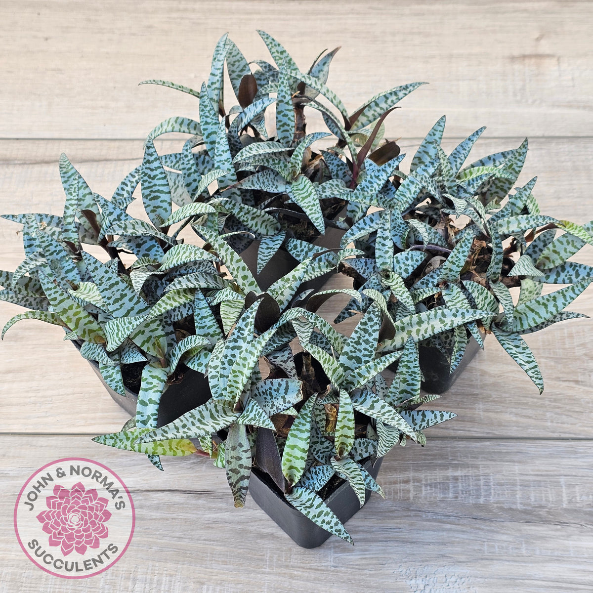 Ledebouria socialis Clumps - Same Plants