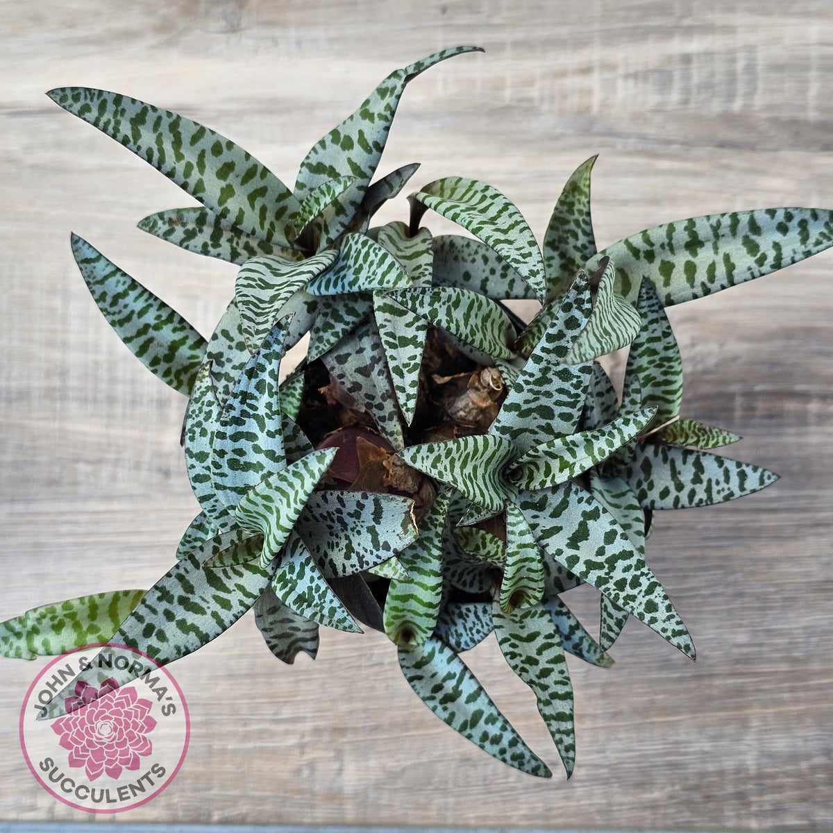 Ledebouria socialis Clumps - Same Plants