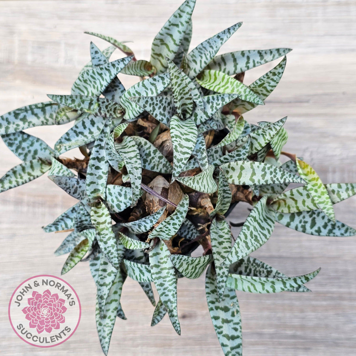 Ledebouria socialis Clumps - Same Plants