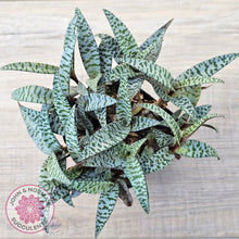 Load image into Gallery viewer, Ledebouria socialis Clumps - Same Plants