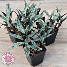 Load image into Gallery viewer, Ledebouria socialis