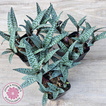 Load image into Gallery viewer, Ledebouria socialis