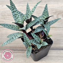 Load image into Gallery viewer, Ledebouria socialis