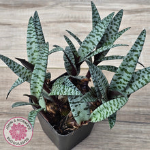 Load image into Gallery viewer, Ledebouria socialis