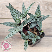 Load image into Gallery viewer, Ledebouria socialis