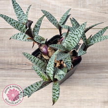 Load image into Gallery viewer, Ledebouria socialis