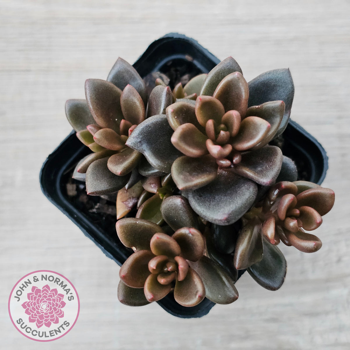 Lenopetalum Chocolate