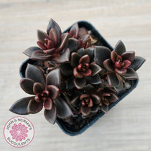 Load image into Gallery viewer, Lenopetalum Chocolate