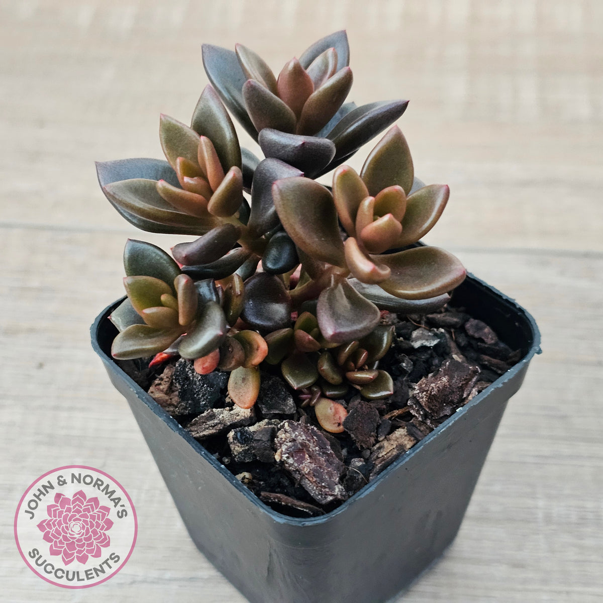 Lenopetalum Chocolate