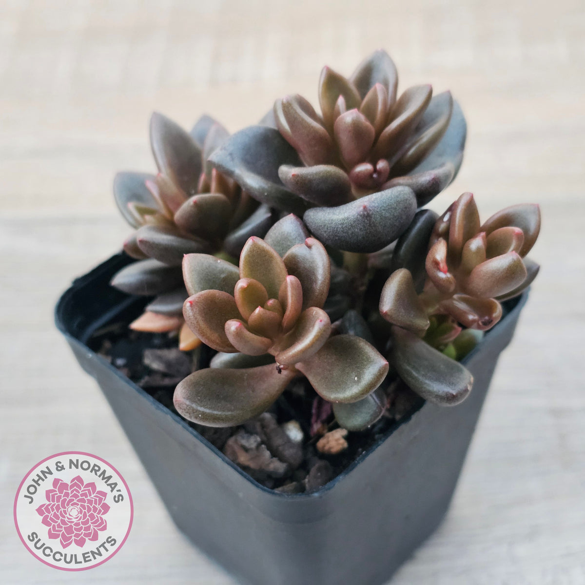 Lenopetalum Chocolate
