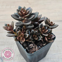 Load image into Gallery viewer, Lenopetalum Chocolate