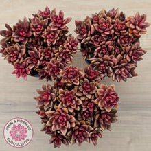Load image into Gallery viewer, Lenopetalum Chocolate and Strawberries (Large Clumps)