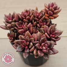 Load image into Gallery viewer, Lenopetalum Chocolate and Strawberries (Large Clumps)