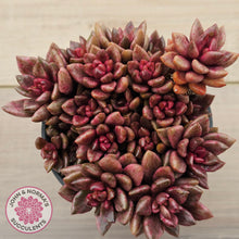 Load image into Gallery viewer, Lenopetalum Chocolate and Strawberries (Large Clumps)