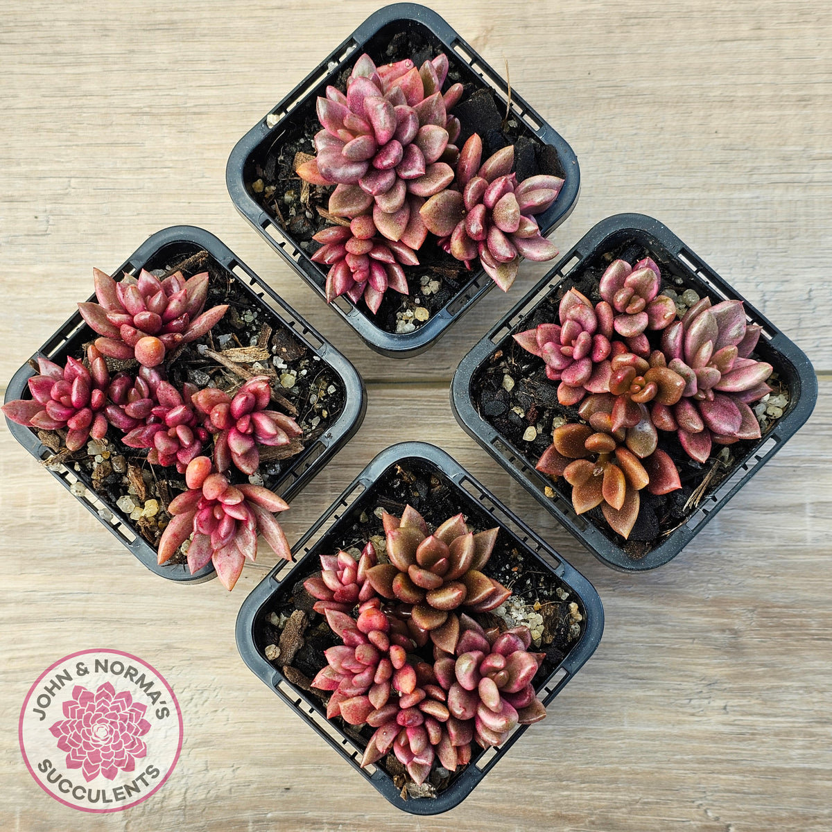 Lenopetalum Chocolate and Strawberries (Red Form)